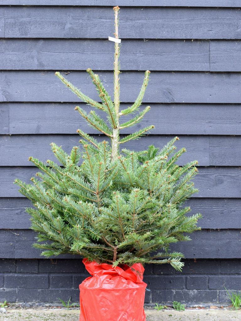 Pot grown Norway Spruce Christmas tree